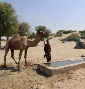 Ein Kamel wird zu einer Wasserstelle geführt (Quelle: Kindernothilfepartner)