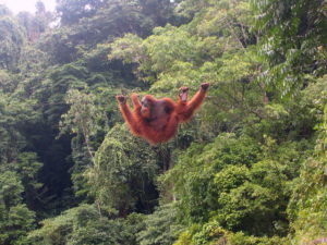 Ein Orang Utan turnt an einem Seil herum. (Quelle: Wikimedia Commons/Tbachner)