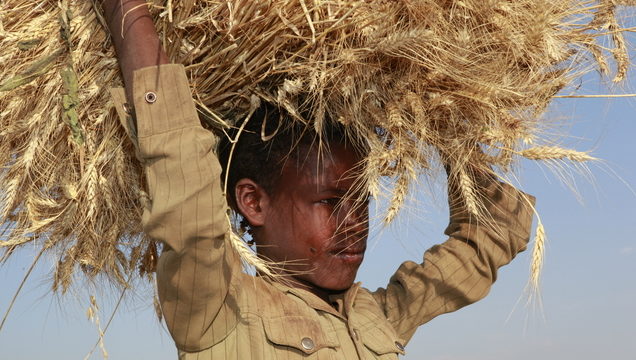 Tafari trägt ein dickes Bündel Getreide auf dem Kopf. (Quelle: Christian Herrmanny)