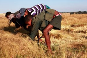 Jungen arbeiten tief gebückt auf einem Getreidefeld. (Quelle: Christian Herrmanny)