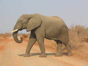 Krüger Nationalpark: Ein Elefant geht über die Straße. (Quelle: Felix Andrews Floybix(Wikimedia Commons)