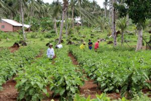 Menschen ernten Gemüse von einem Feld, das sie zusammen mit einem Kindernothilfe-Partner nach dem Taifun Haiyan angelegt haben. (Alexej Getmann)