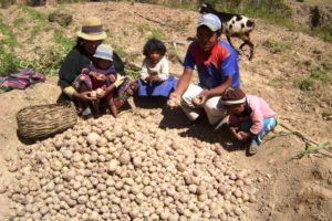 Eine Familie bei der Kartoffelernte. (Quelle: Kindernothilfe-Partner)