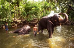 Elefanten nehmen ein Bad in einem Fluss. (Quelle: Jens Großmann)