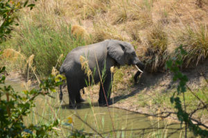 Ein Elefant am Wasserloch. (Quelle: Josephine Vossen)
