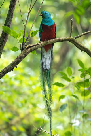 Quetzal. (Quelle: iStock)