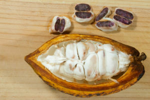 In der Kakaofrucht sitzen die Kakaobohnen. (Quelle: iStock)