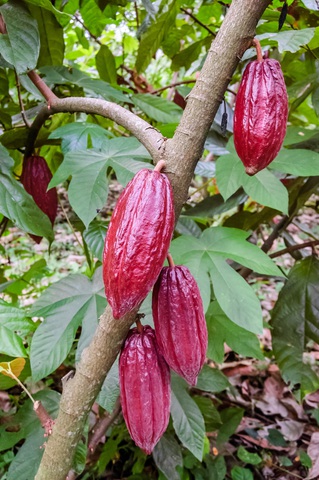 Ein Baum mit Kakaofrüchten. (Quelle: iStock)