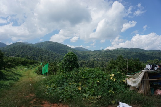Grüne Berglandschaft im Norden Thailands (Quelle: Kindernothilfe-Partner APCYF)