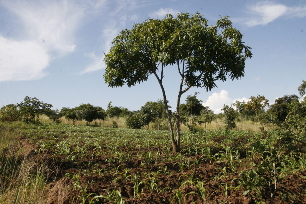 Malawi wird "Das warme Herz Afrikas" (Quelle: Leonie Armingeon)